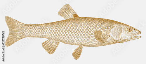Creek chub, semotilus atromaculatus, a fish from the eastern North America in side view photo