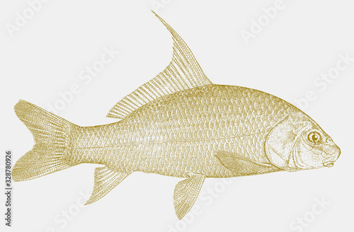 Quillback, carpiodes cyprinus, a freshwater fish from north america in side view
