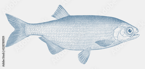 Mooneye, hiodon tergisus, a freshwater fish, endemic to eastern north america in side view
