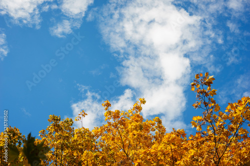 Bright yellow autumn leaves on tree branches against a beautiful blue sky in the clouds. Warm day in the autumn city park. Autumn background. Maple leaves, symbol. Soft focus and beautiful bokeh.