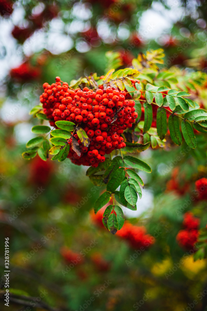 Bright red rowan berries on the branches of autumn trees in a city park. Nature. Сolors of autumn. City landscape in the fall season. Orange foliage and park in the city with a pond and walkways.