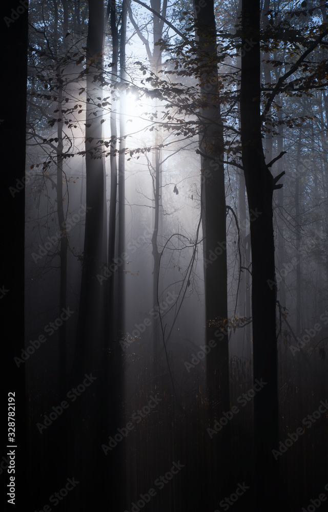 Fototapeta premium Nebelwald
