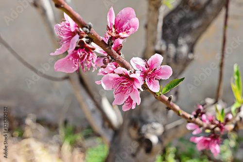 Spring background with pink blossom branch of almond sprinftime season photo