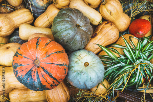 Rustic vintage background with many different pumpkins. Harvest pumpkins of different sizes  sort  varieties and colors on fresh grass. Thanksgiving Day concept 