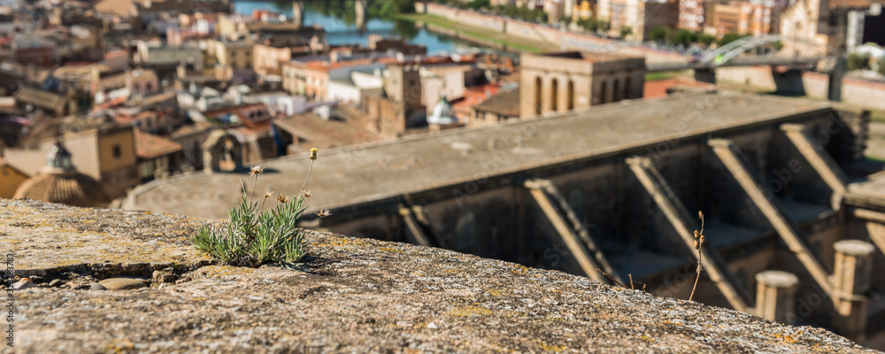 Green plant growing on a building, Tortosa, Catalonia, Tarragona, Spain. With selective focus.
