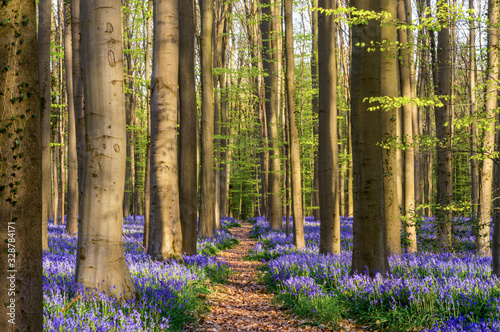 Path through bluebell carpet. Hallerbos, Belgium photo