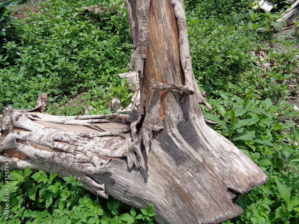 Close up wood beam on the nature background Close up wood beam on the nature background