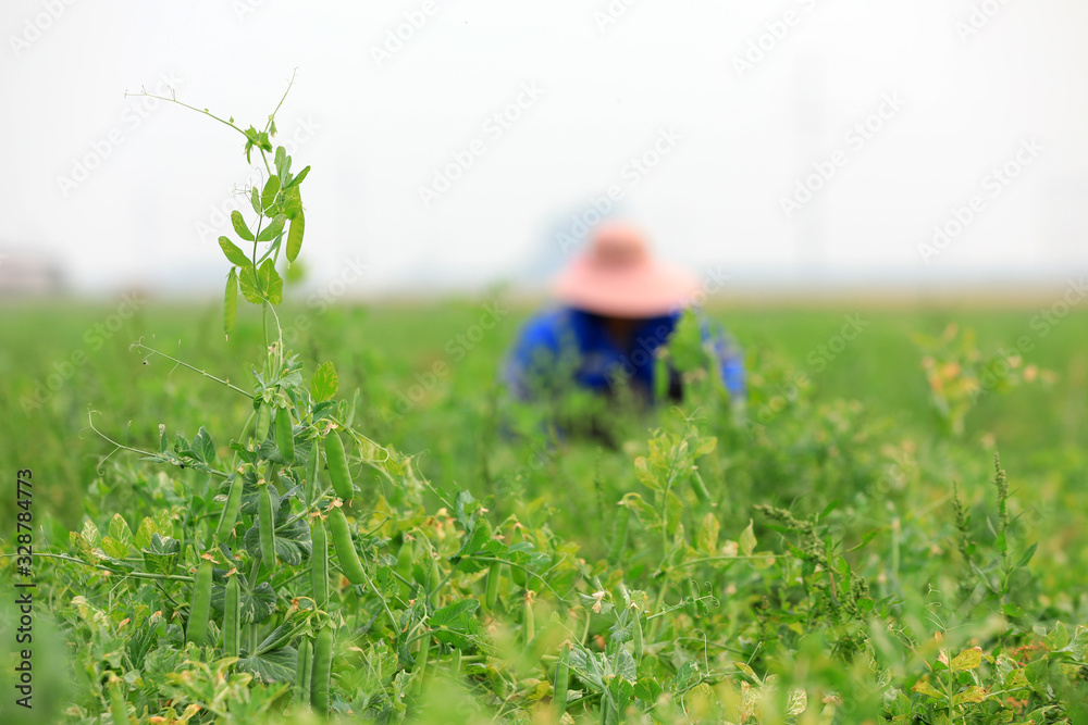 Farmers are harvesting peas in the fields, Luannan County, Hebei Province, China Farmers are harvesting peas in the fields, Luannan County, Hebei Province, China