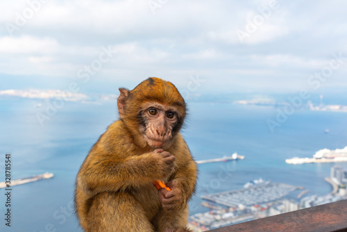 Close-up portrait of a monkey, Strait of Gibraltar, Spain. With selective focus. © ggfoto