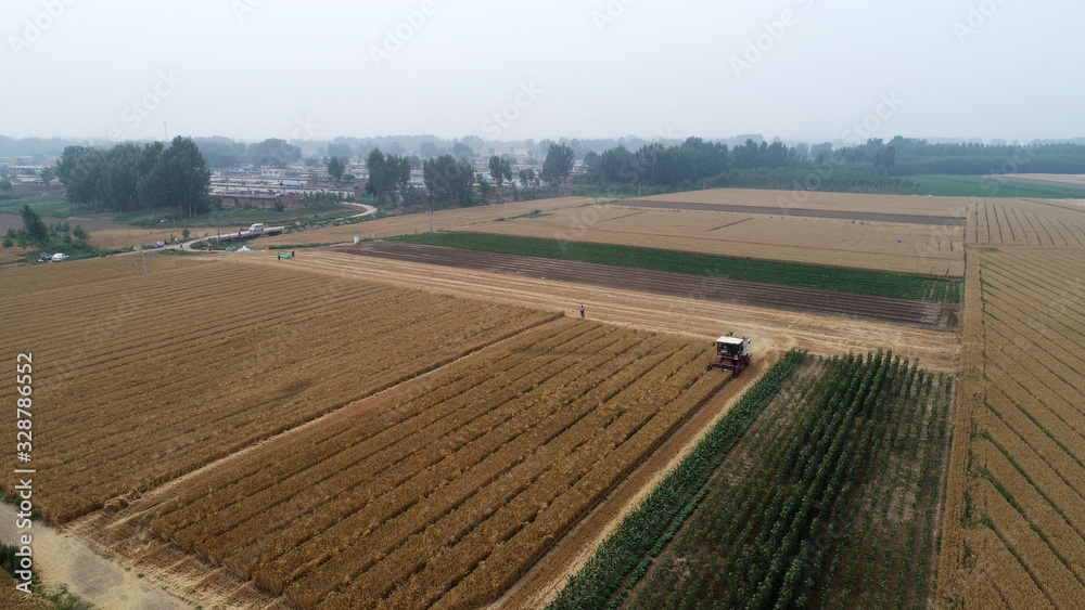 The harvester harvested wheat in the field, Luannan County, Hebei Province, China