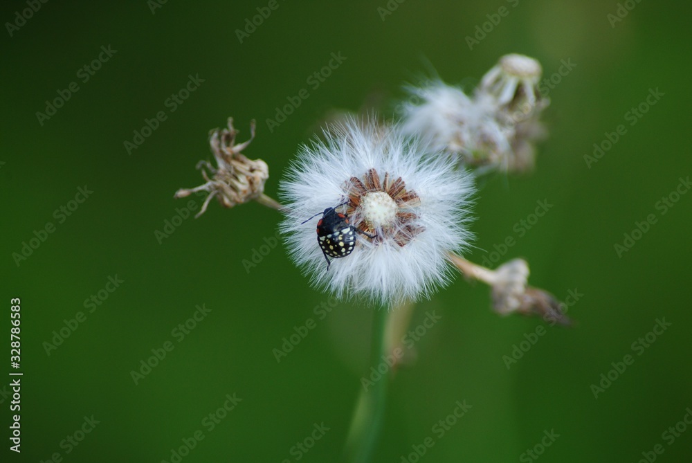 Insecto posado en la flor diente de león Insecto posado en la flor diente de león