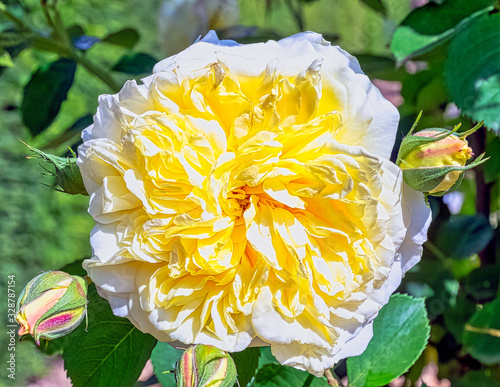 Rosa Alberic Barbier in British park - London, UK photo