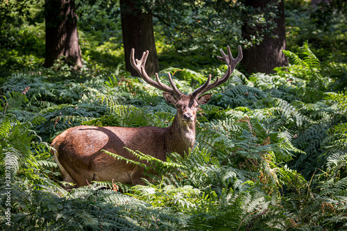 red deer in the forest