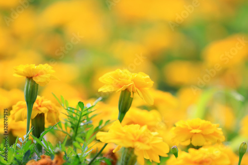 Marigold flowers in the park