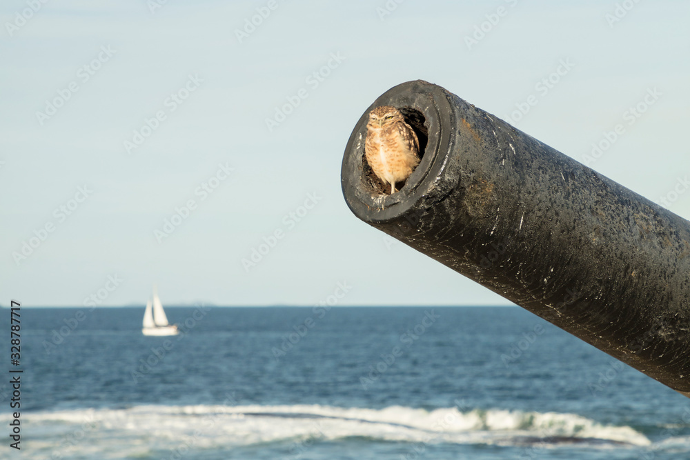 Owl in the war cannon in military fort, bunker with defense canons and sailboat in the background at the end of Copacabana beach, in Rio de Janeiro Owl in the war cannon in military fort, bunker with defense canons and sailboat in the background at the end of Copacabana beach, in Rio de Janeiro