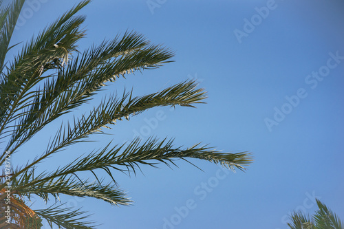 Green palm leaves against a clear blue sky. Traveling background concept. Coconut palm tree branches. Health, environmental friendliness and a clean environment for life.