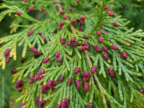 branch of thuja