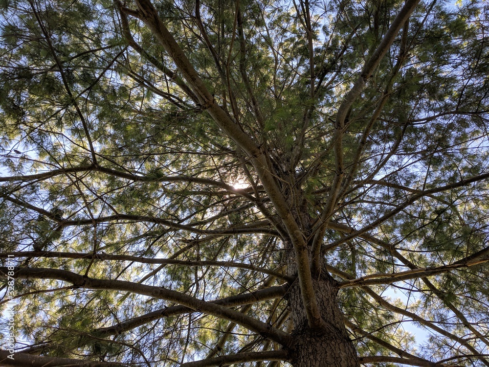 Obraz premium Pine Tree Branches