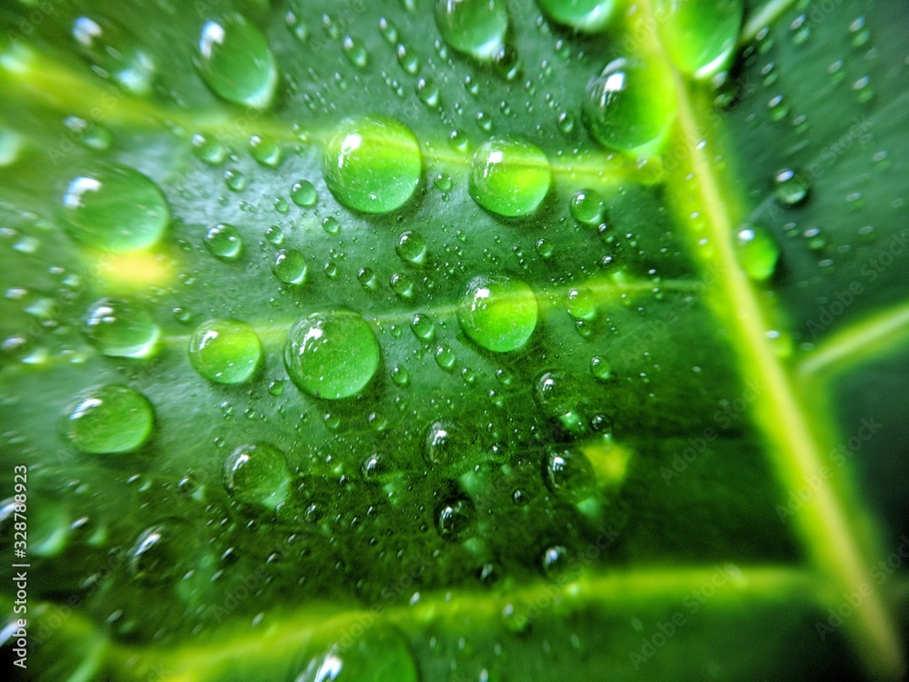 Water Drops on Green Leaf Water Drops on Green Leaf