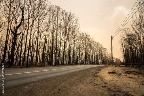 Forest after the bushfire, Australia photo