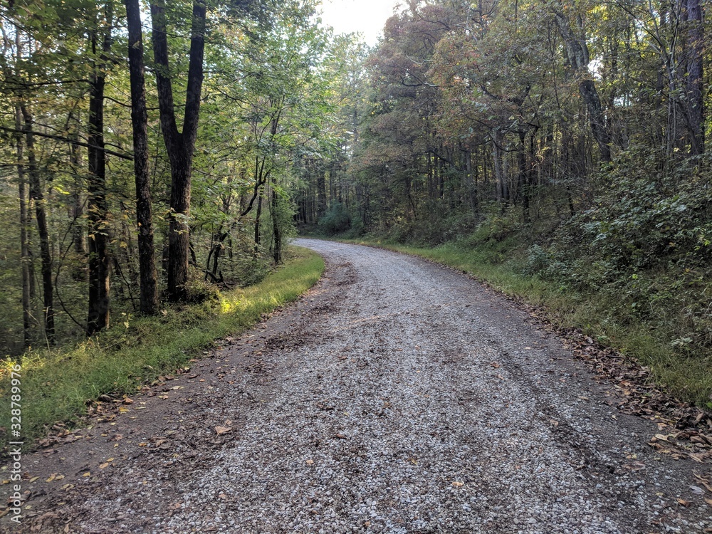 Naklejka premium Country Road in the Forest