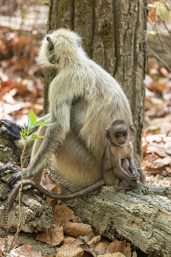  Mother and her baby monkeys in the Kanha National Park. India
