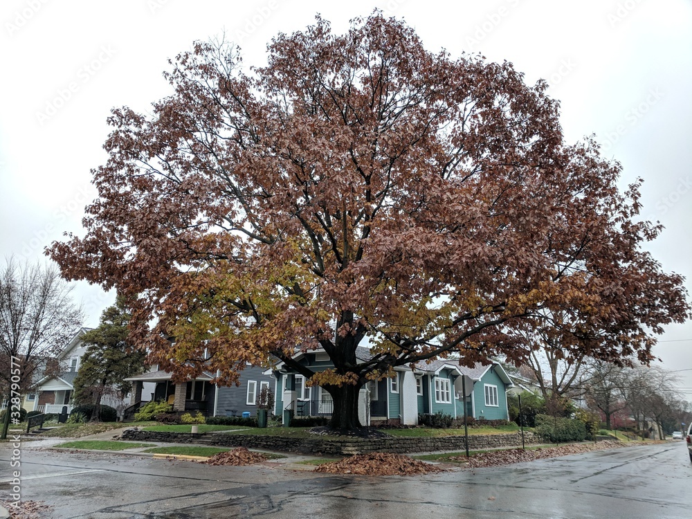 Fototapeta premium Corner Tree in Autumn