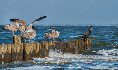 Möwen und Kormorane an der Ostsee photo