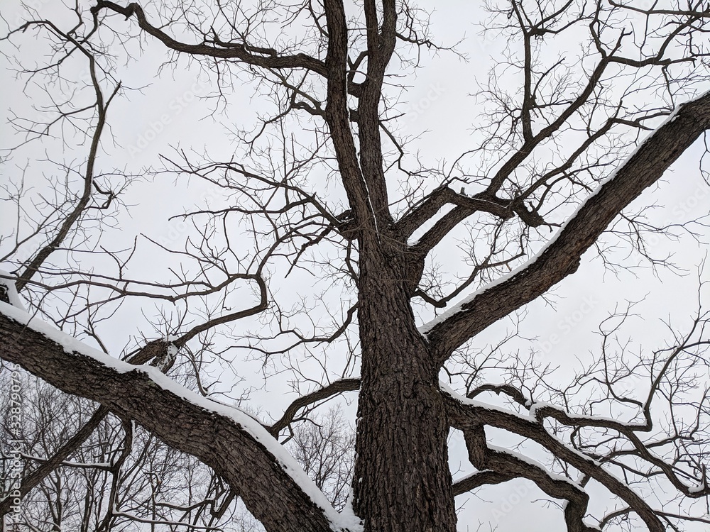 Winter Tree Against Overcast Sky Winter Tree Against Overcast Sky