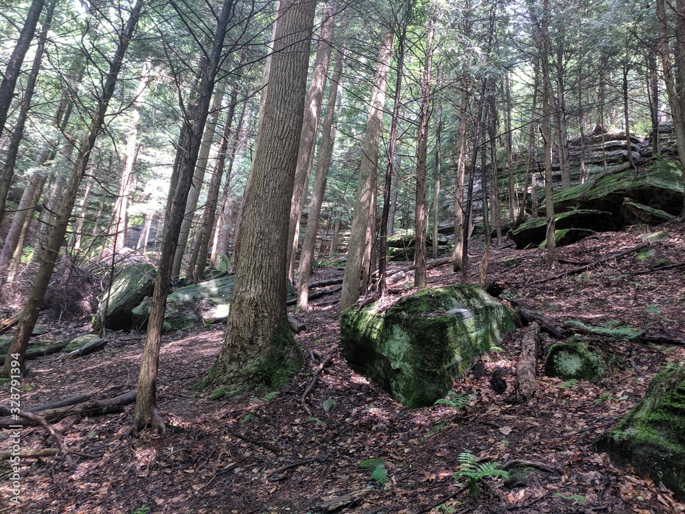 Obraz premium Trees in the Forest