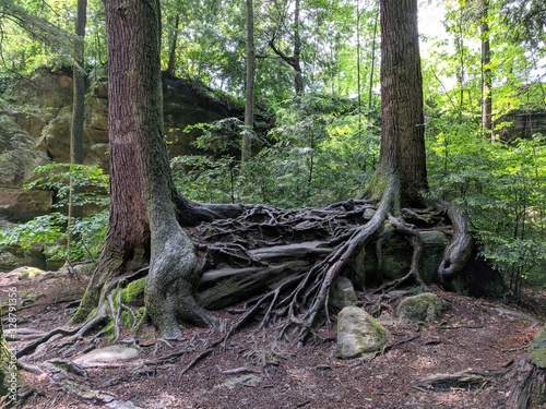 Roots Over Rocks