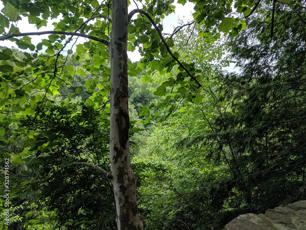 Fototapeta premium Trees in the Forest