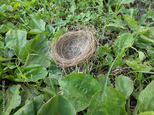 Fotografía Bird's Nest on Grass