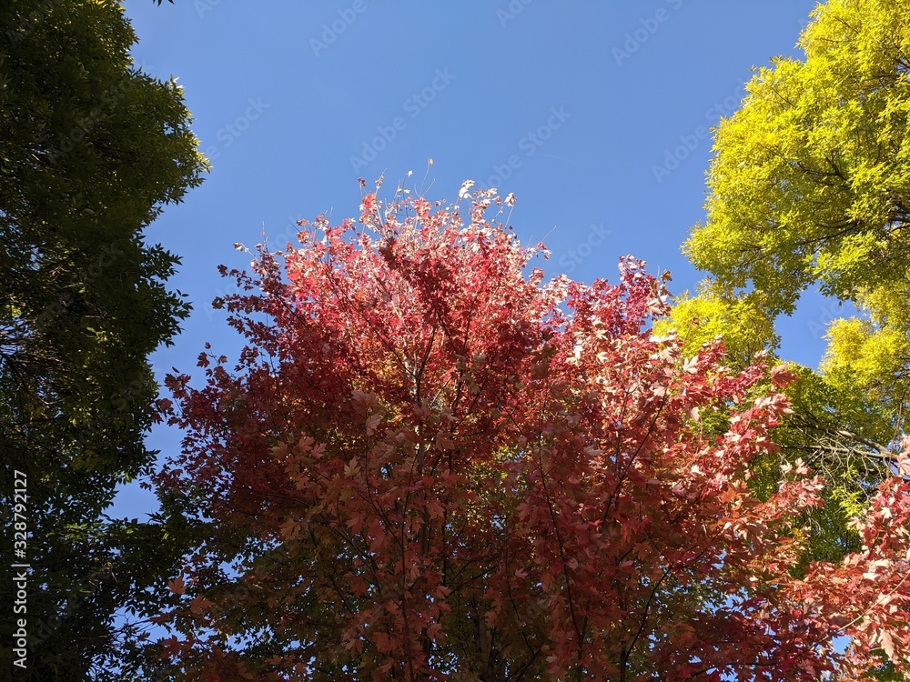 Vibrant Autumn Colors