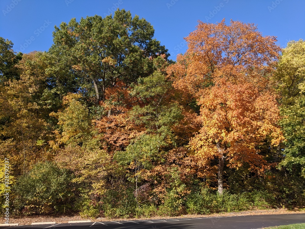 Naklejka premium Autumn Forest