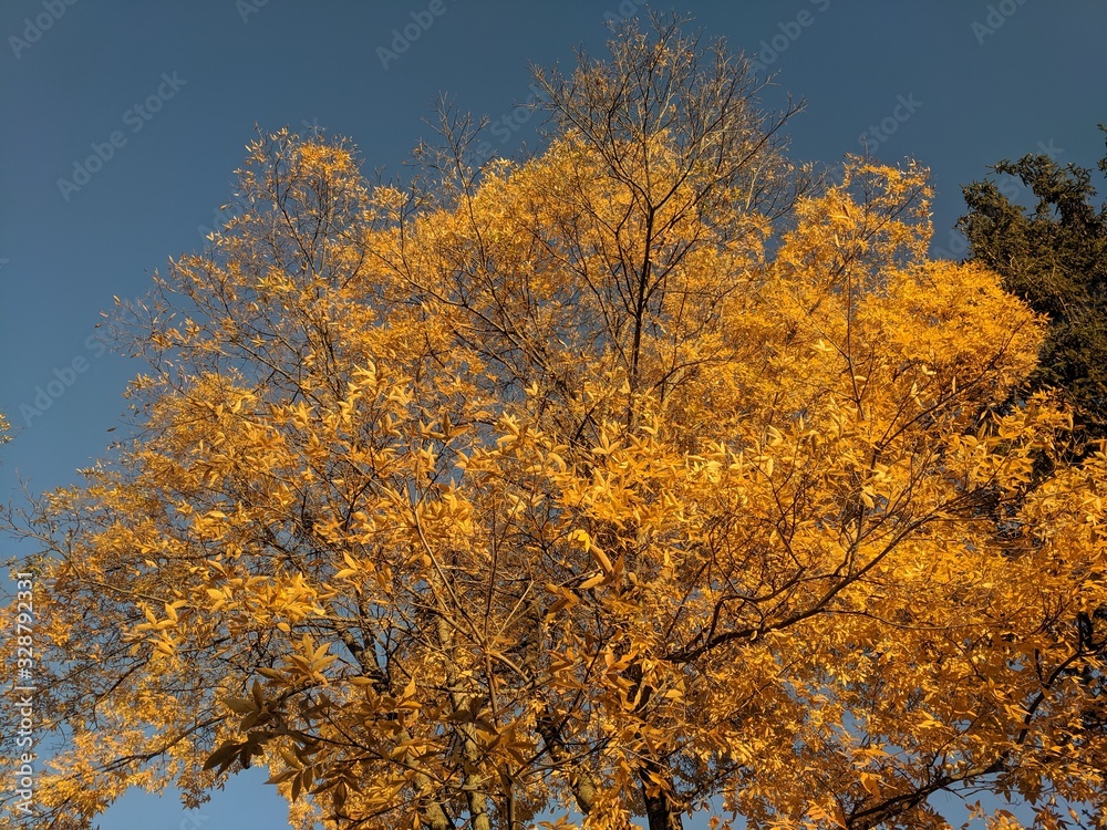 Fototapeta premium Yellow Autumn Color