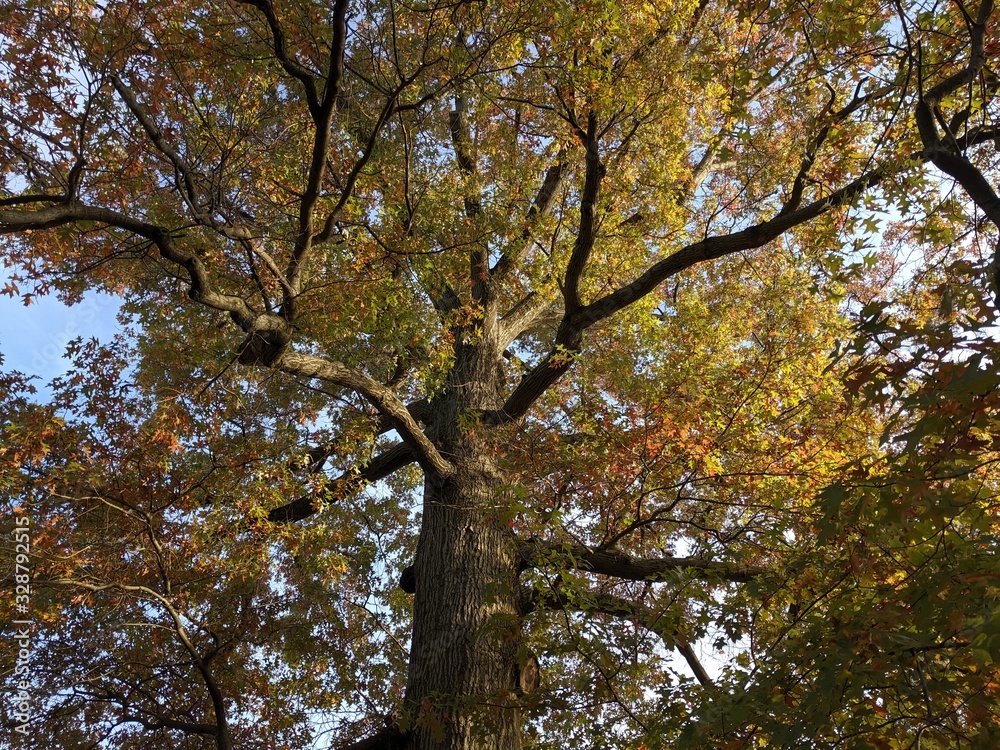 Fototapeta premium Mighty Autumn Oak