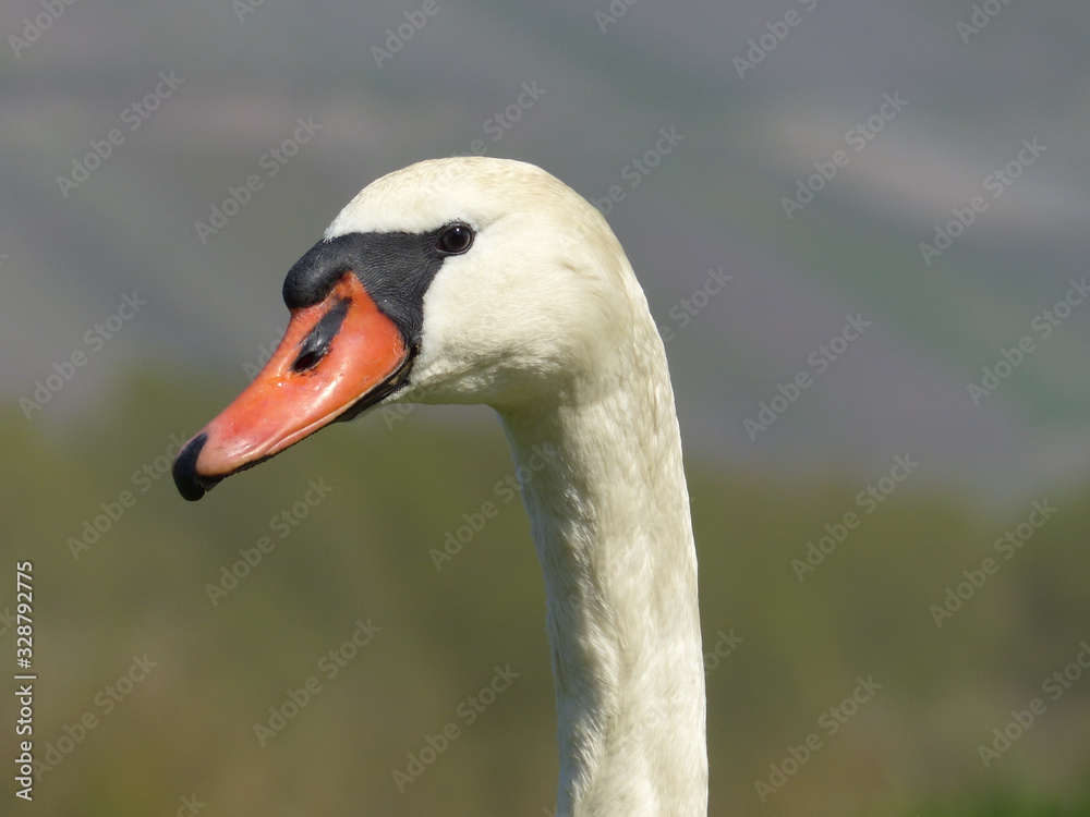 Seitliche Sicht auf Schwan Seitliche Sicht auf Schwan