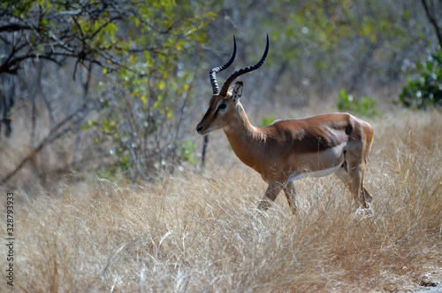 A male impala strolls through the grass in Kruger Park  South Africa