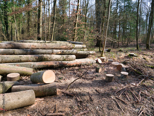 Individual tree trunks, some of which are stacked and cut down, next to a footpath in the forest.
