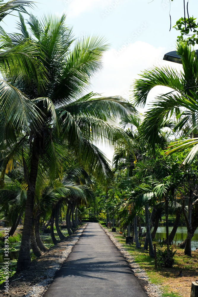 Fototapeta Mała droga przez palmy kokosowe