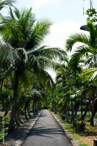 Little road through coconut trees