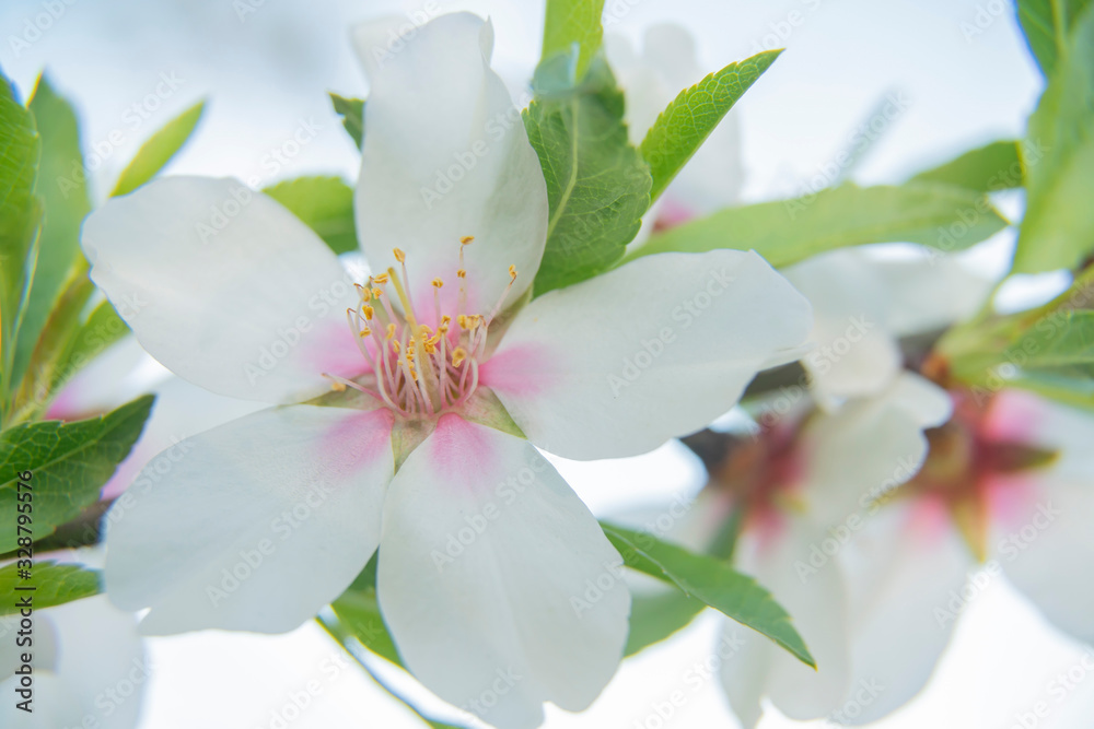 background flowers of the almond tree blooming in spring close up background flowers of the almond tree blooming in spring close up