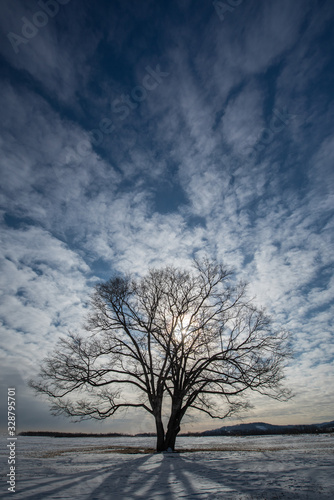 木 © hikka15