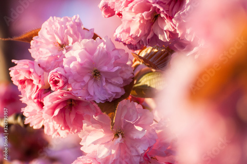Spring cherry blossoms on pink background flowers