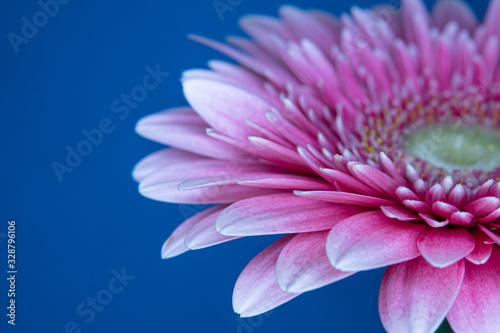 pink flower on blue background