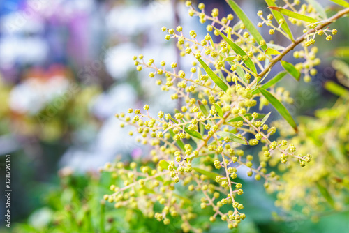 アカシア テレサ Acacia fimbriata wattle 'Crimson Blush'