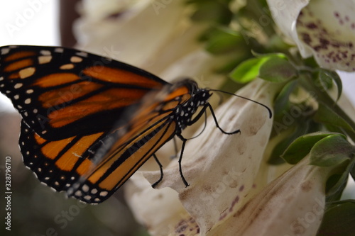 Monarch Butterfly on flower