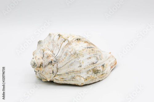 Earth tone whelk shell