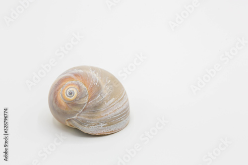 Moon shell